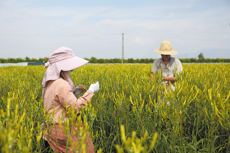 黃花菜開出致富花